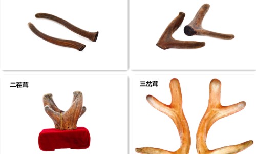 长寿人寿果-人寿果的功效网—知名的人寿果是什么时候成熟网站,分享长寿人寿果知识