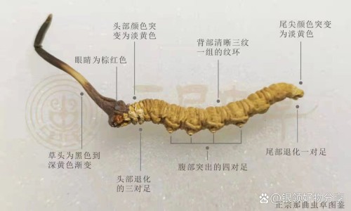 人寿果的功效网—知名的人寿果是什么时候成熟网站,分享长寿人寿果知识